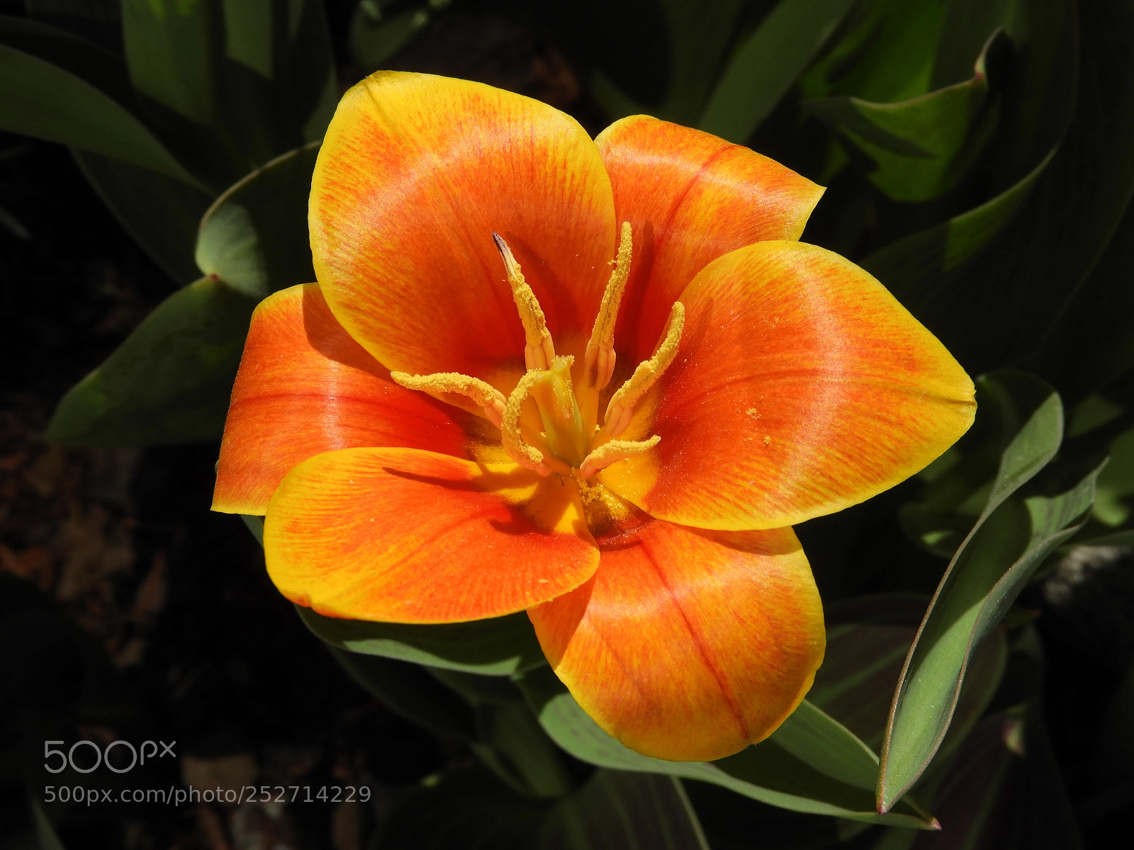 Nikon Coolpix B700 sample photo. Tulip photography