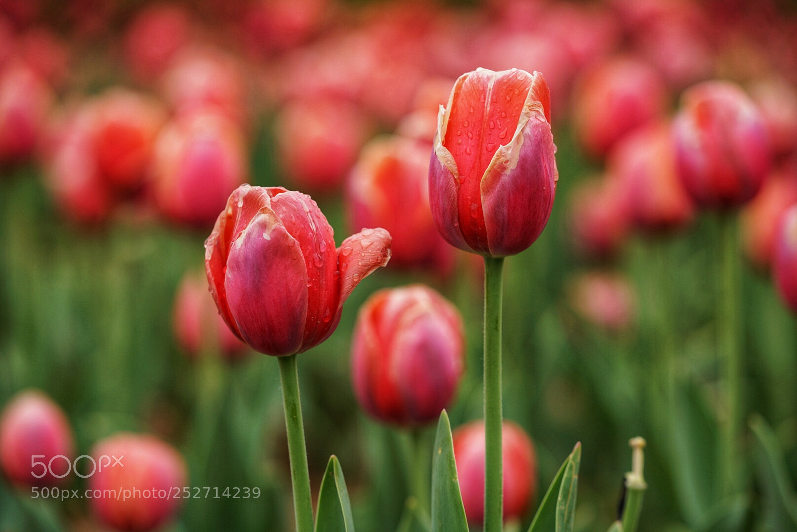 Sony a7R II sample photo. Untitled photography
