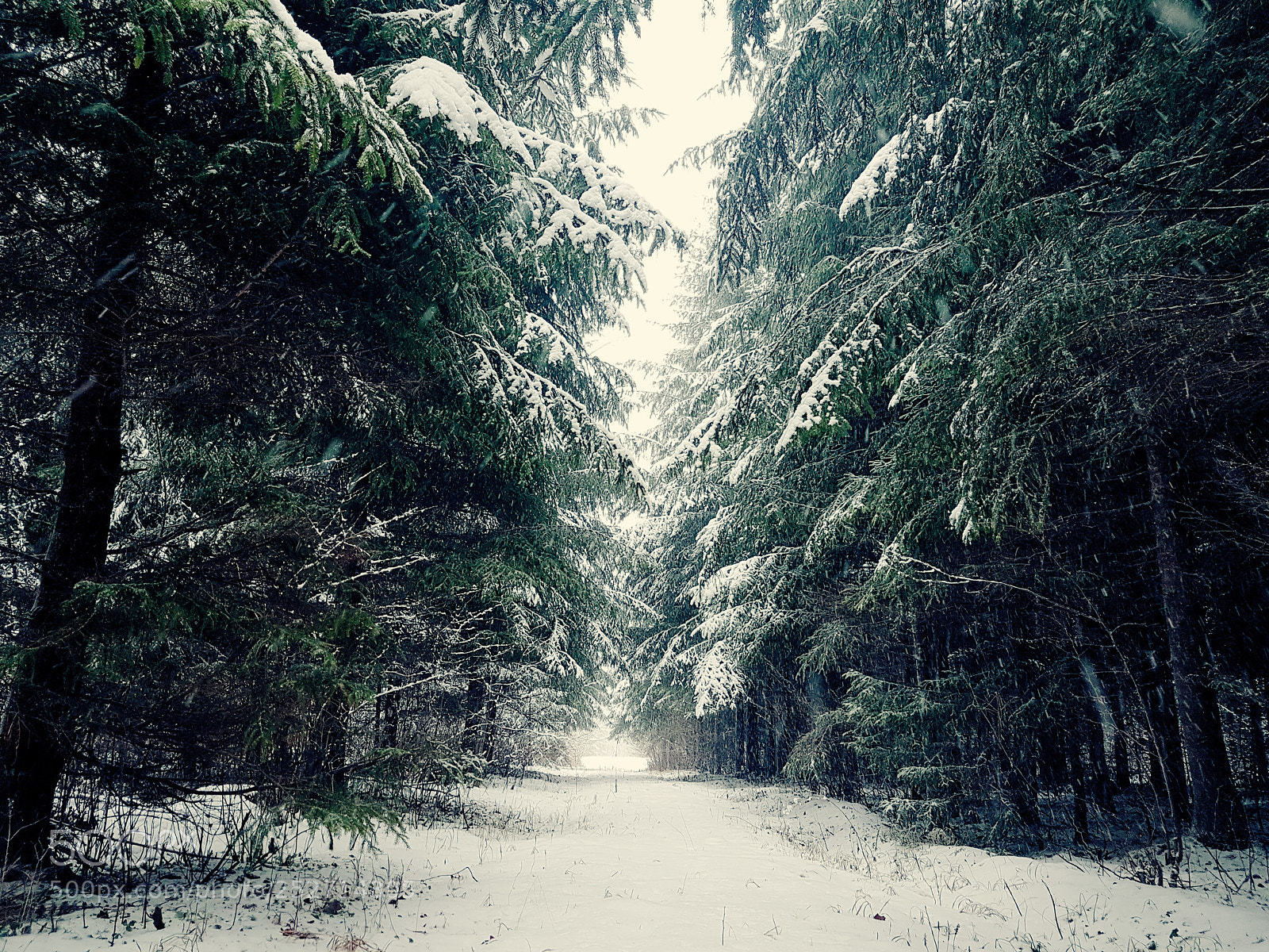 Samsung Galaxy S7 Edge sample photo. -30 in the lithuanian forest photography