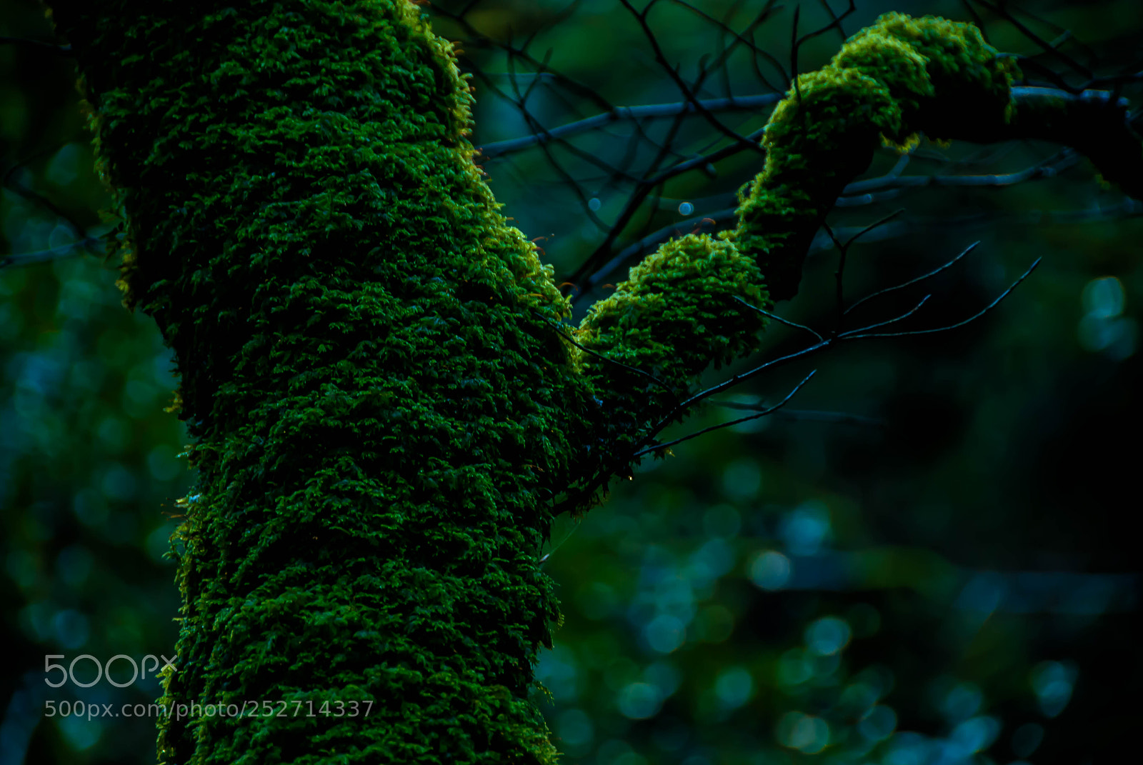 Nikon D60 sample photo. Mossy tree on quiet photography