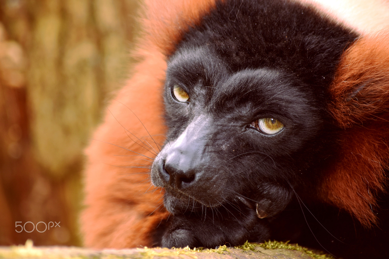 Nikon D5600 sample photo. Monkey, red ruffed lemur photography