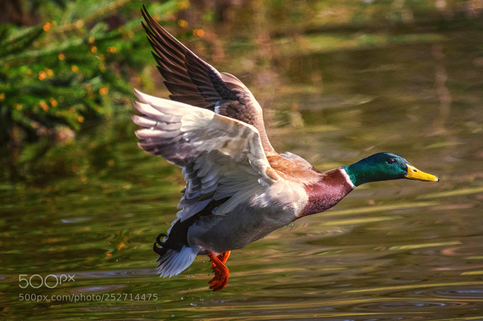 Pentax K-3 sample photo. Another flying duck photography