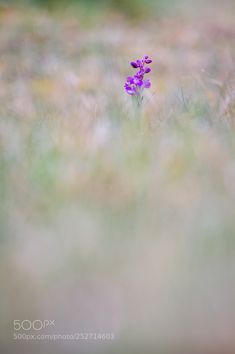 Canon EOS 7D sample photo. Solitude dunaire photography