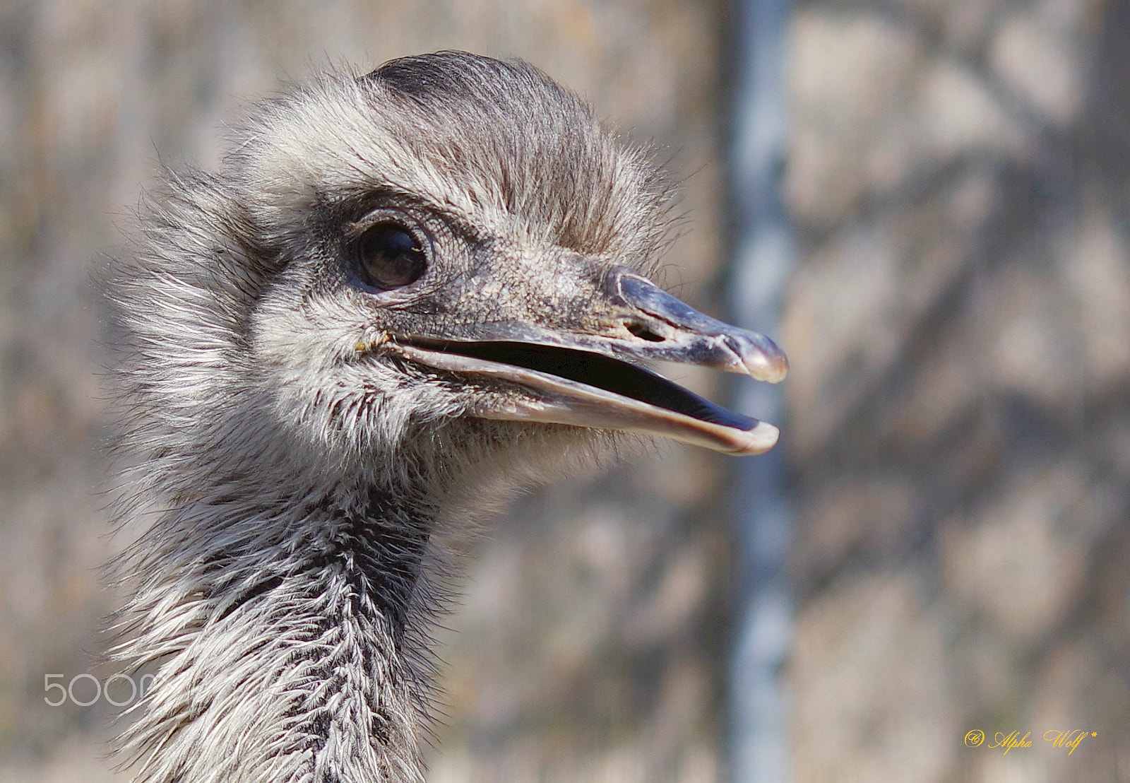 Pentax K-1 sample photo. Emu photography