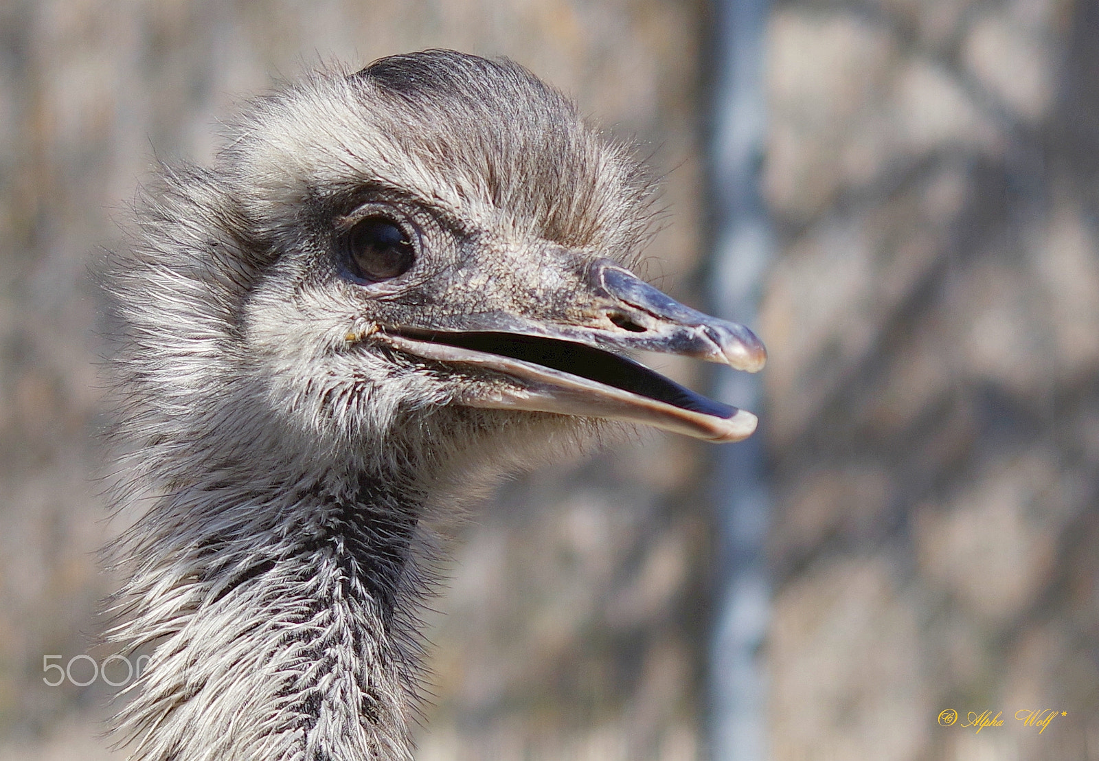 Sigma 70-300mm F4-5.6 Macro sample photo. Emu photography