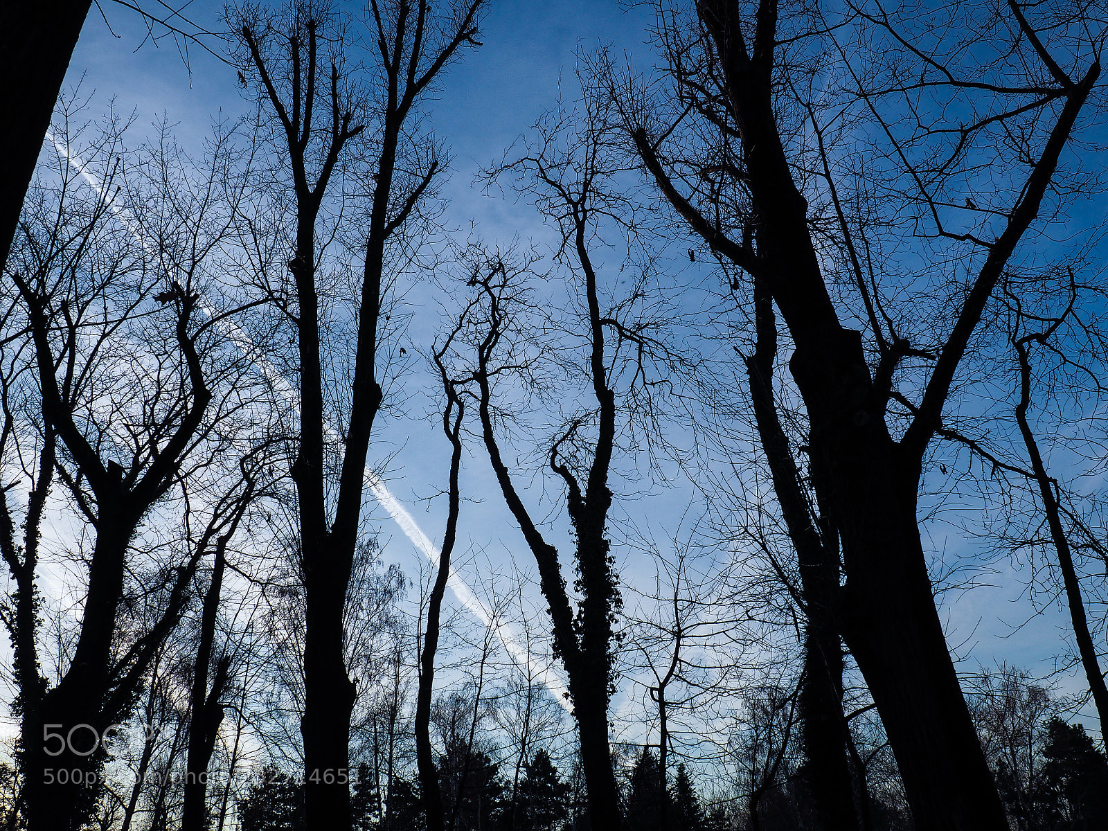 Olympus OM-D E-M10 sample photo. Trees series 1/xx photography