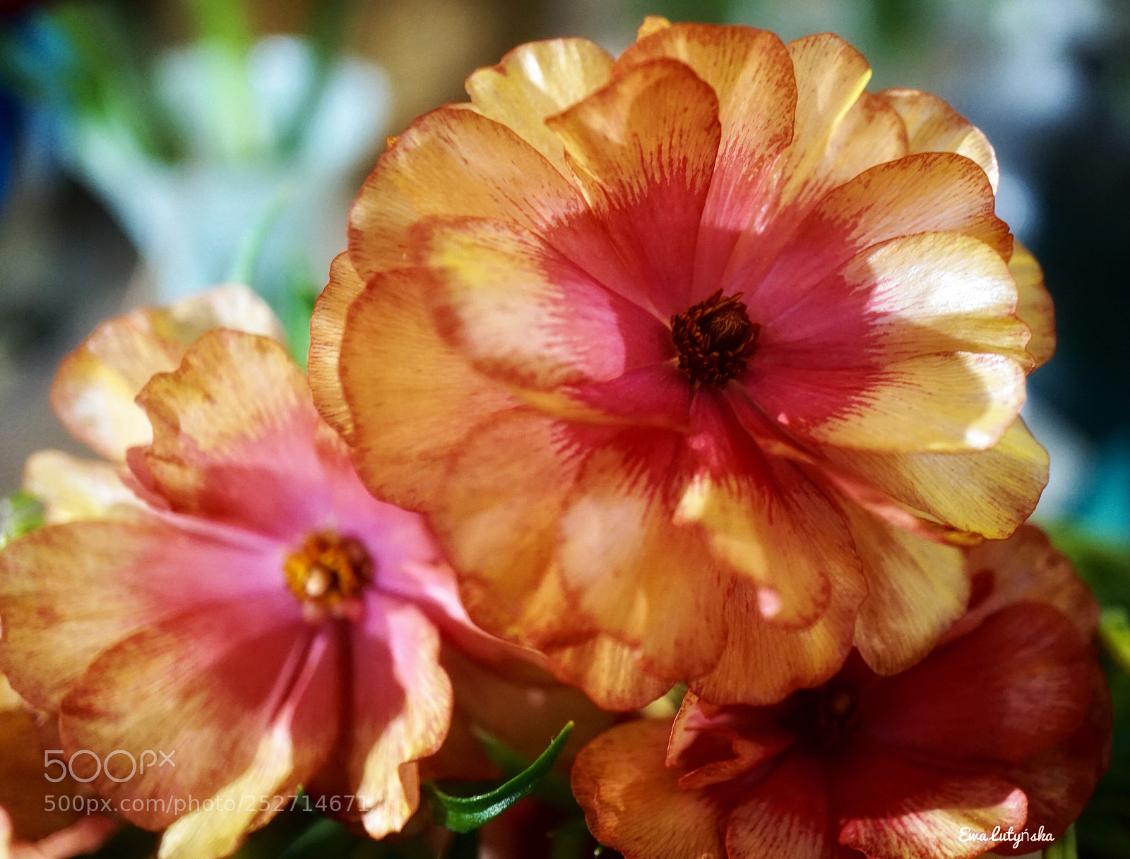 Sony a6000 sample photo. Ranunculus photography