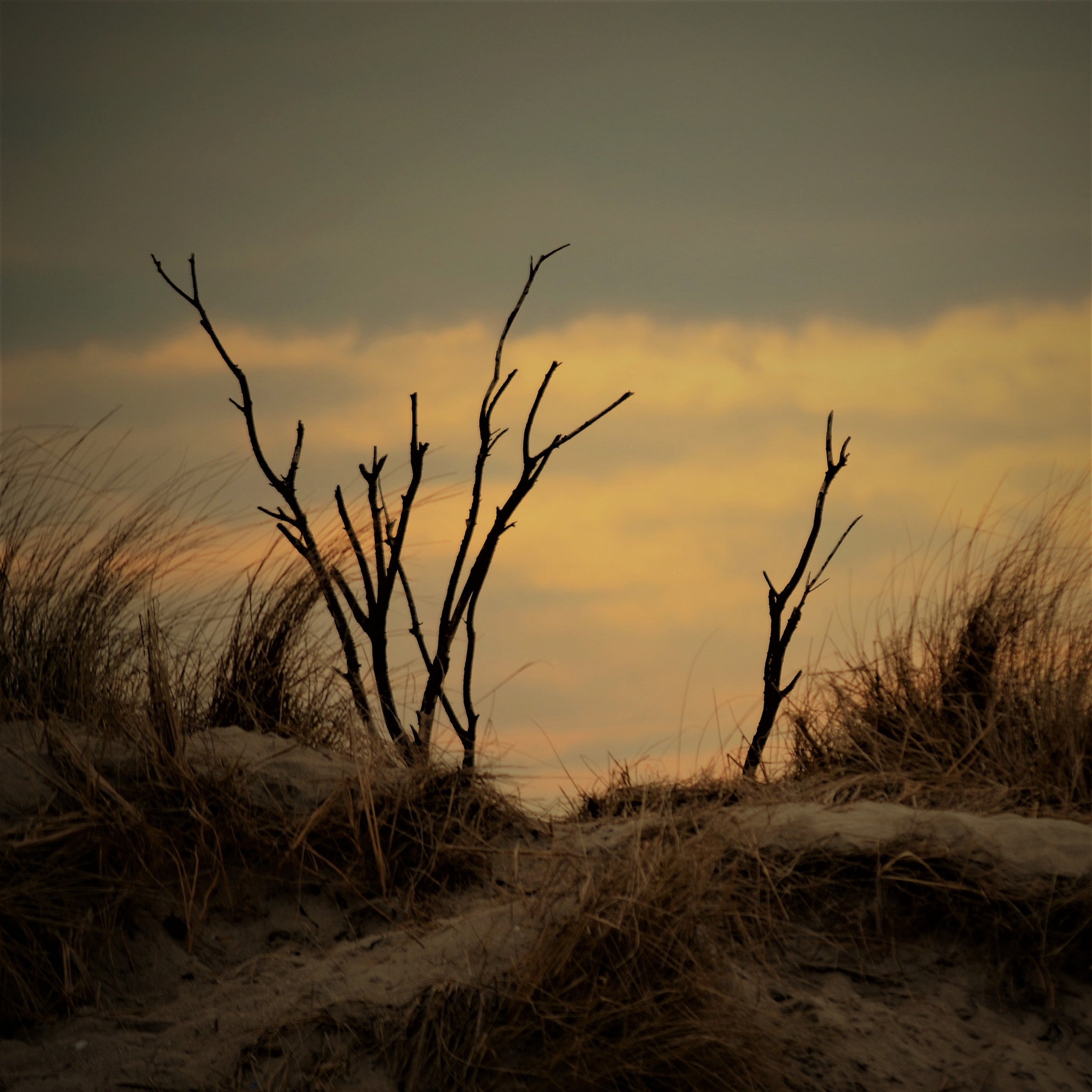 Nikon D5100 sample photo. Backlight photography