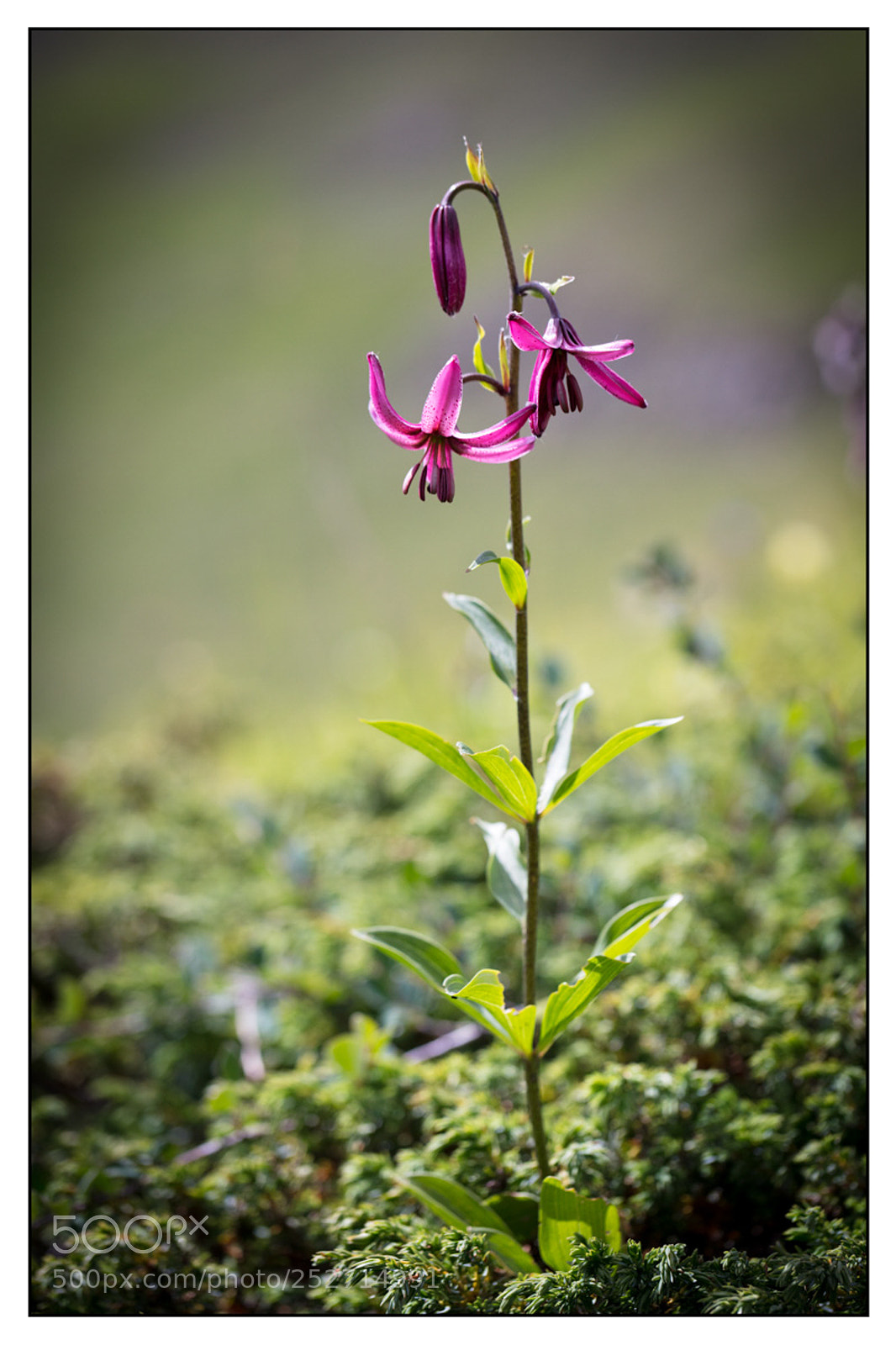 Canon EOS 5DS R sample photo. Lis martagon. lily martagon photography