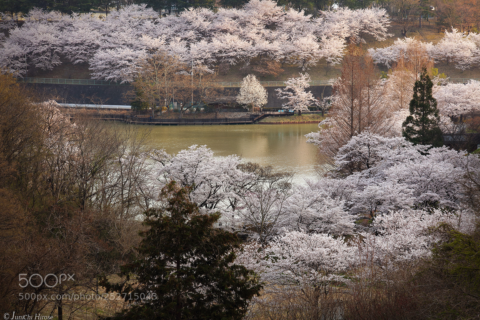 Canon EOS 5DS sample photo. Trip to sakura in 2018 #3 photography