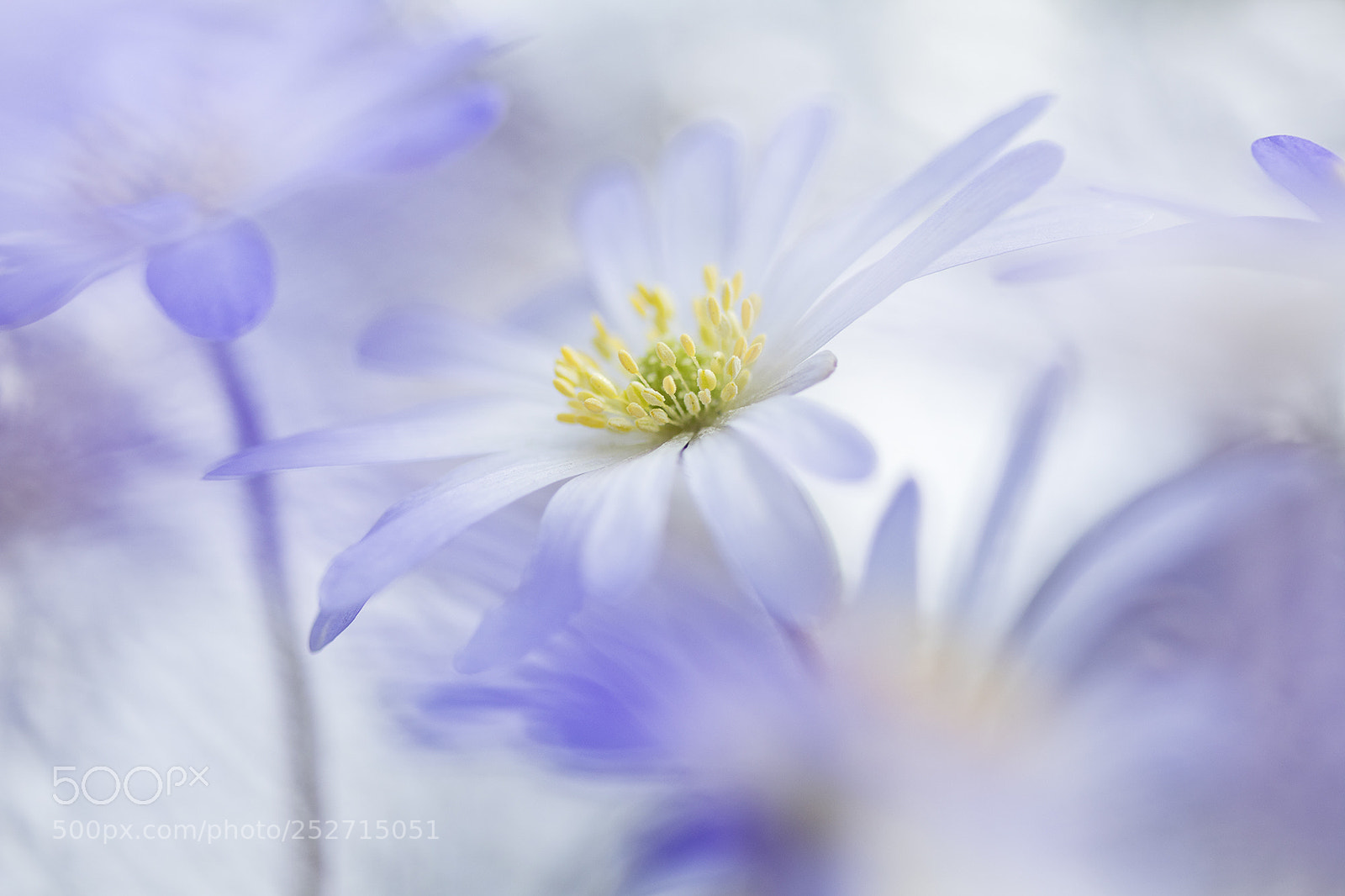Canon EOS 80D sample photo. Anemone blanda photography