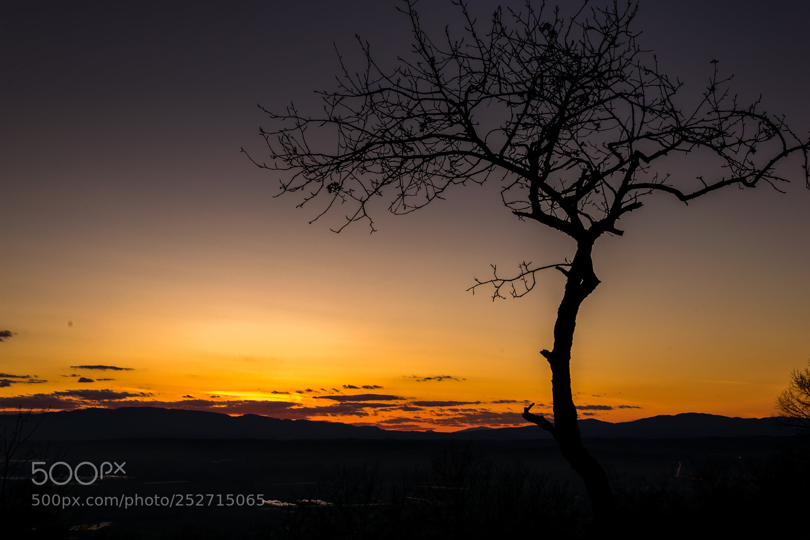 Nikon D5300 sample photo. The lonely tree photography