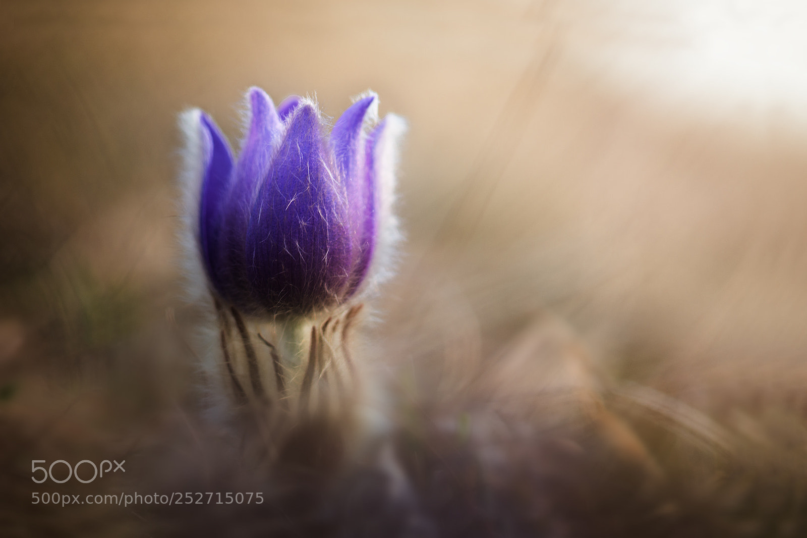 Nikon D7100 sample photo. Pulsatilla slavica photography