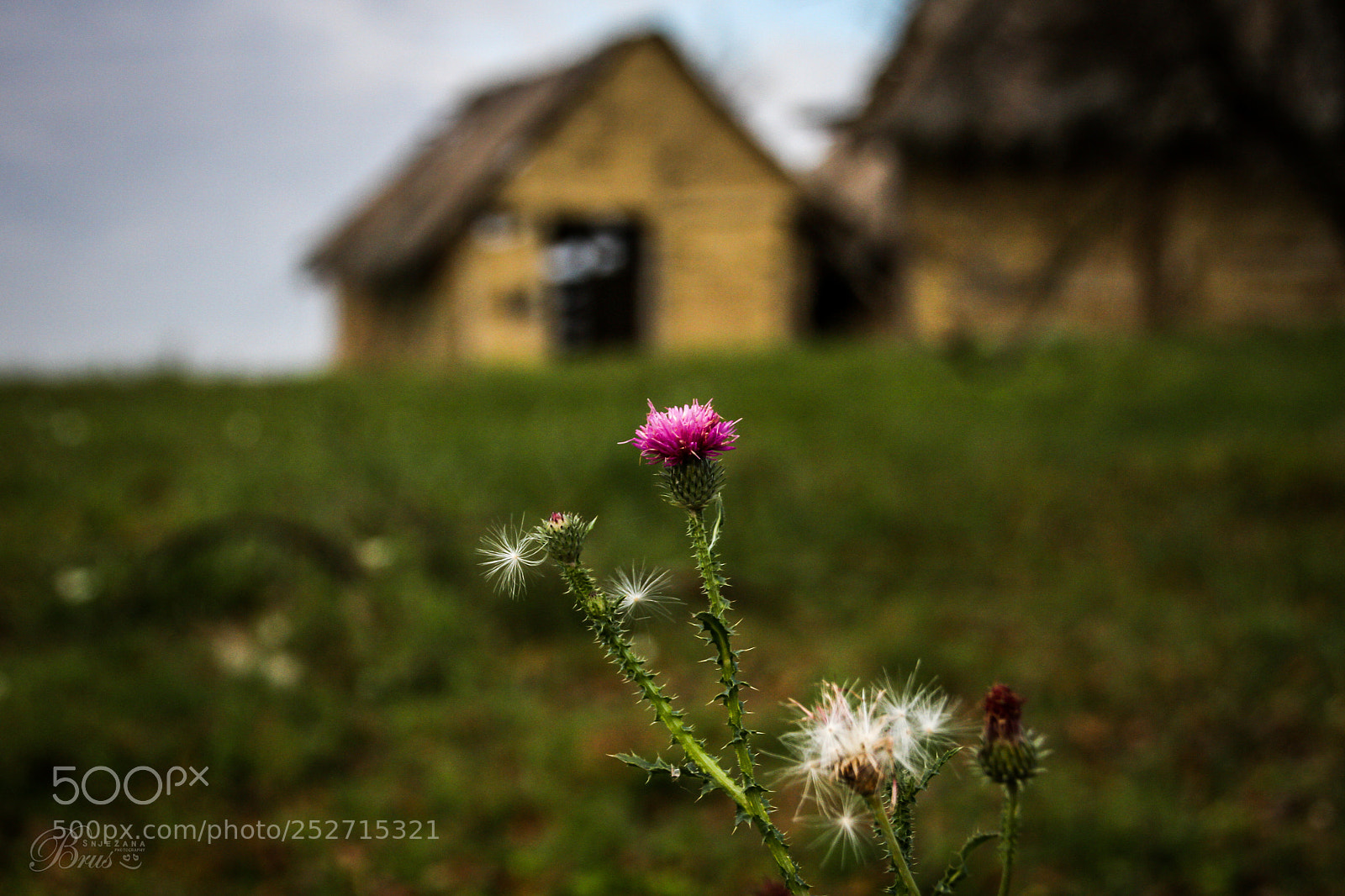 Canon EOS 7D sample photo. Blossom of burdock <3 photography