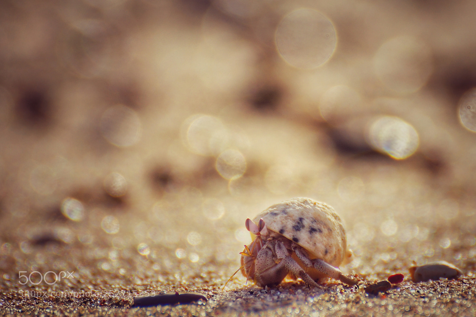 Sony SLT-A77 sample photo. Baby hermit photography