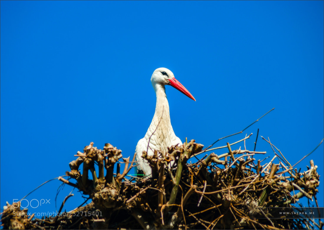 Sony a99 II sample photo. Beautiful white storks in photography