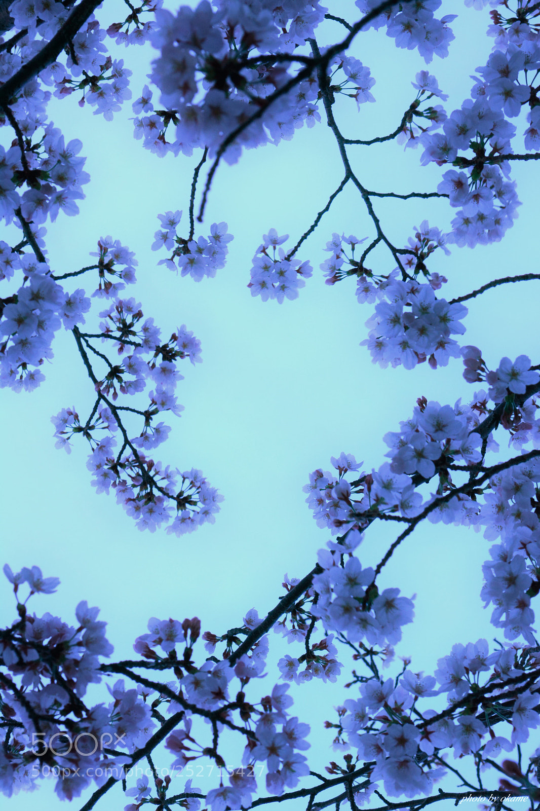 Nikon D5200 sample photo. (if you looked up) photography