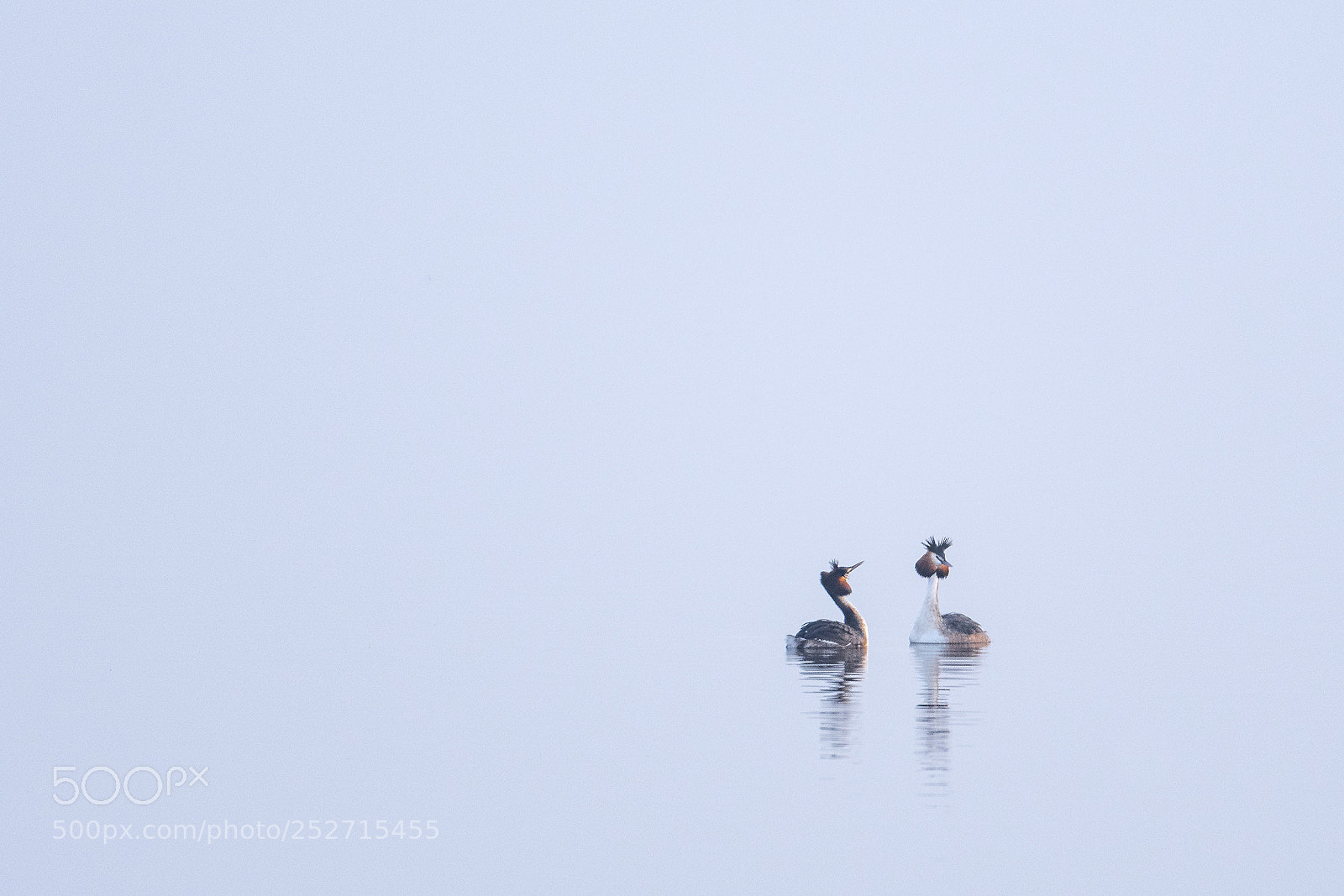 Nikon D500 sample photo. Great crested grebes courtship photography