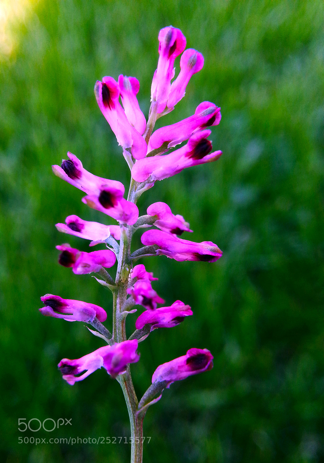 Samsung Galaxy Note2 sample photo. Flower photography