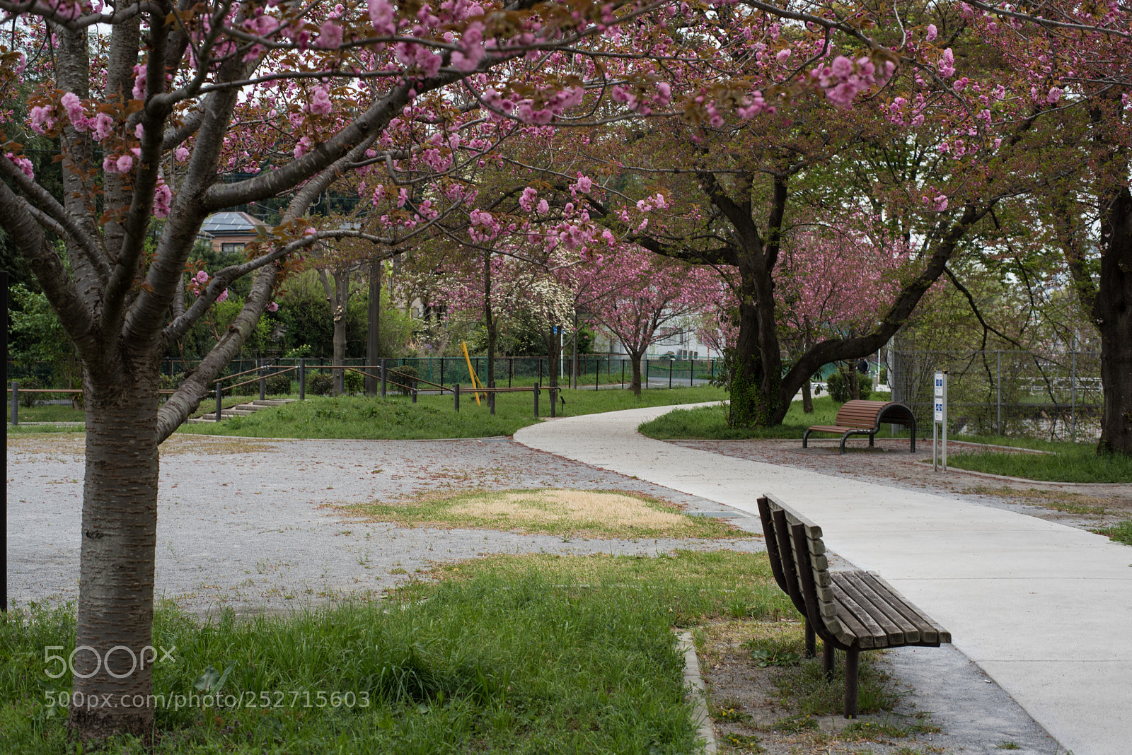 Nikon D810 sample photo. Cherry blossoms and a photography
