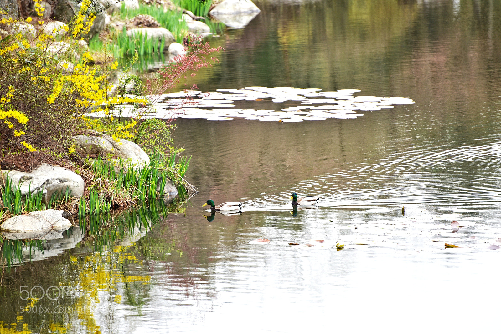 Nikon D810 sample photo. Untitled photography