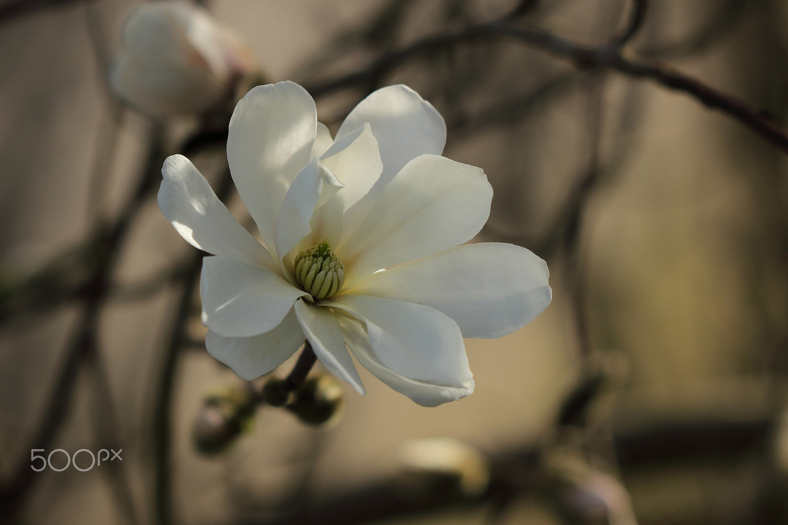 Canon EOS 600D (Rebel EOS T3i / EOS Kiss X5) + Canon EF 70-300 F4-5.6 IS II USM sample photo. White blossom photography