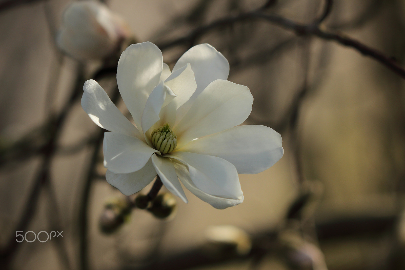 Canon EF 70-300 F4-5.6 IS II USM sample photo. White blossom photography