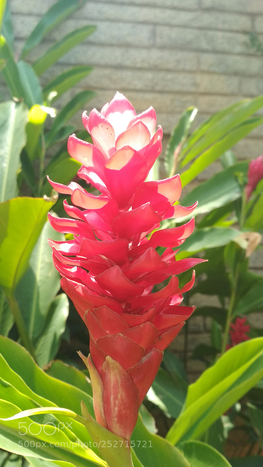 Xiaomi Redmi 4 Pro sample photo. Untitled photography