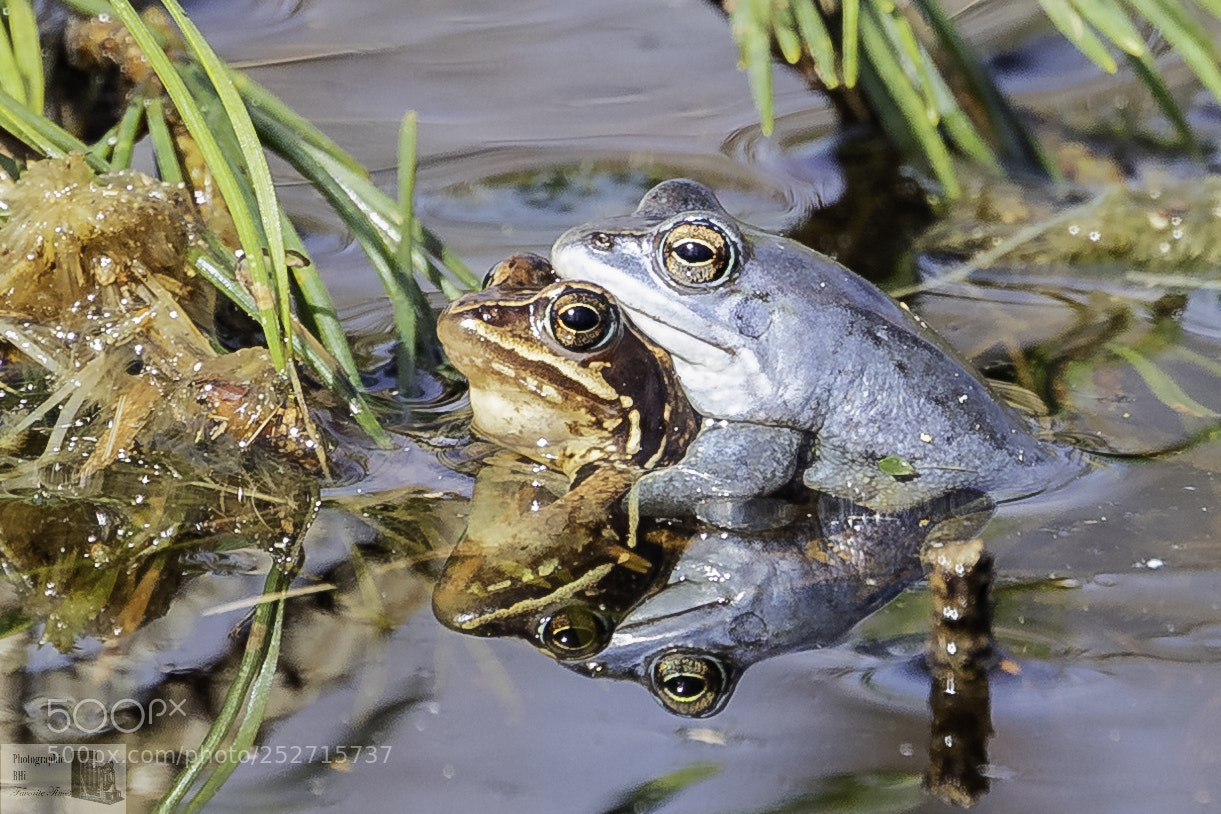 Canon EOS-1D X Mark II sample photo. Moorefrogs photography