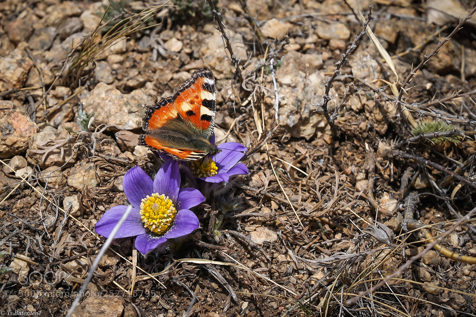 Sony a7R III sample photo. First snowdrop and butterfly photography
