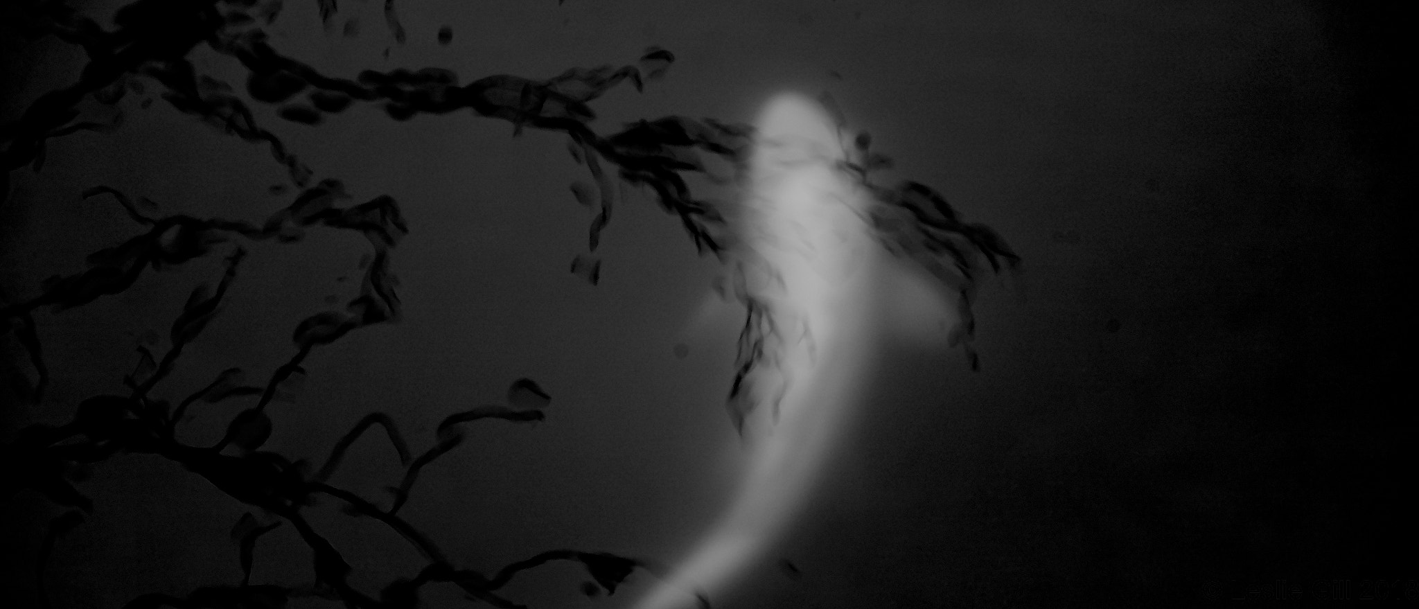 Sigma sd Quattro sample photo. Like an ink brush painting photography