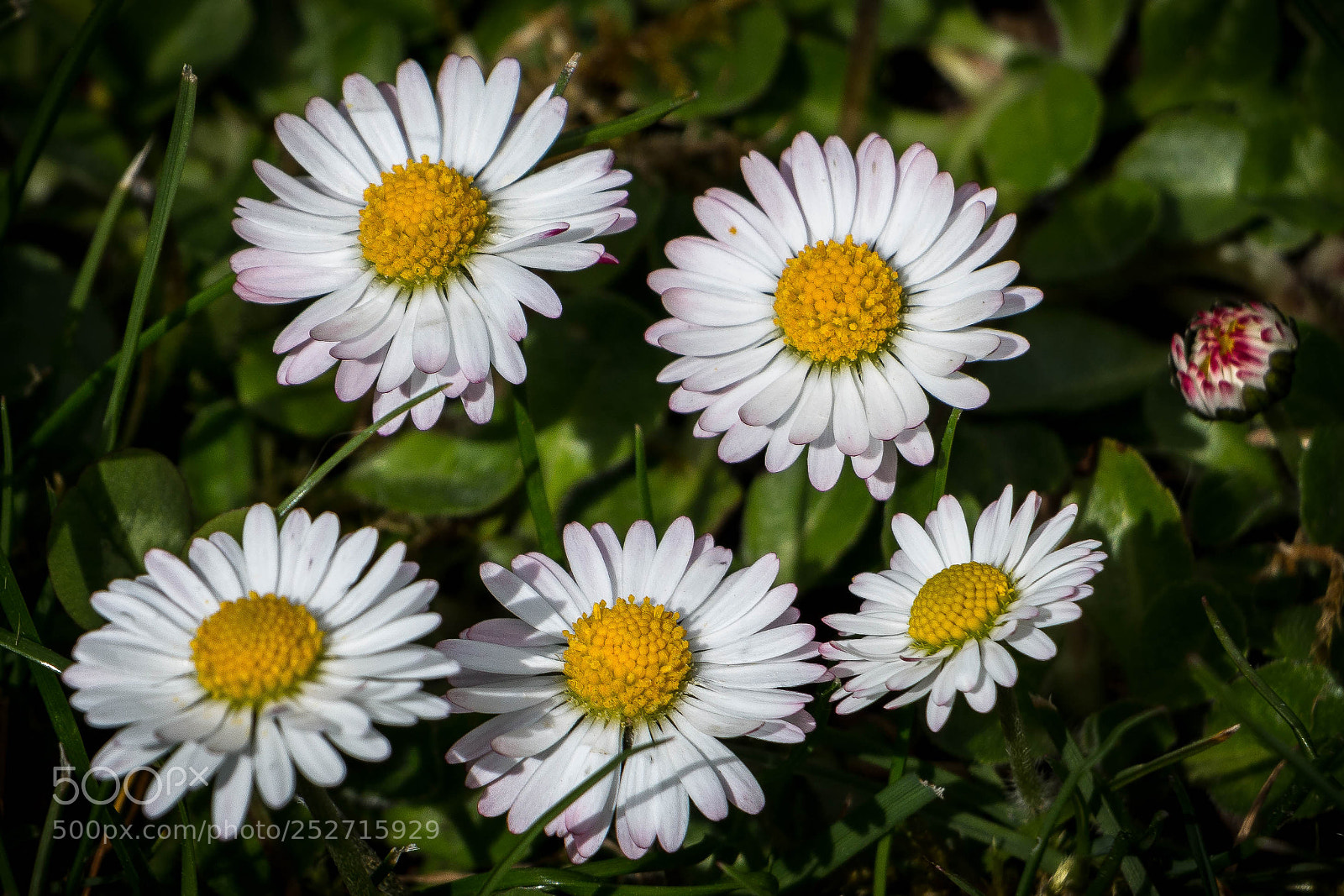 Canon EOS 70D sample photo. Paquerettes photography