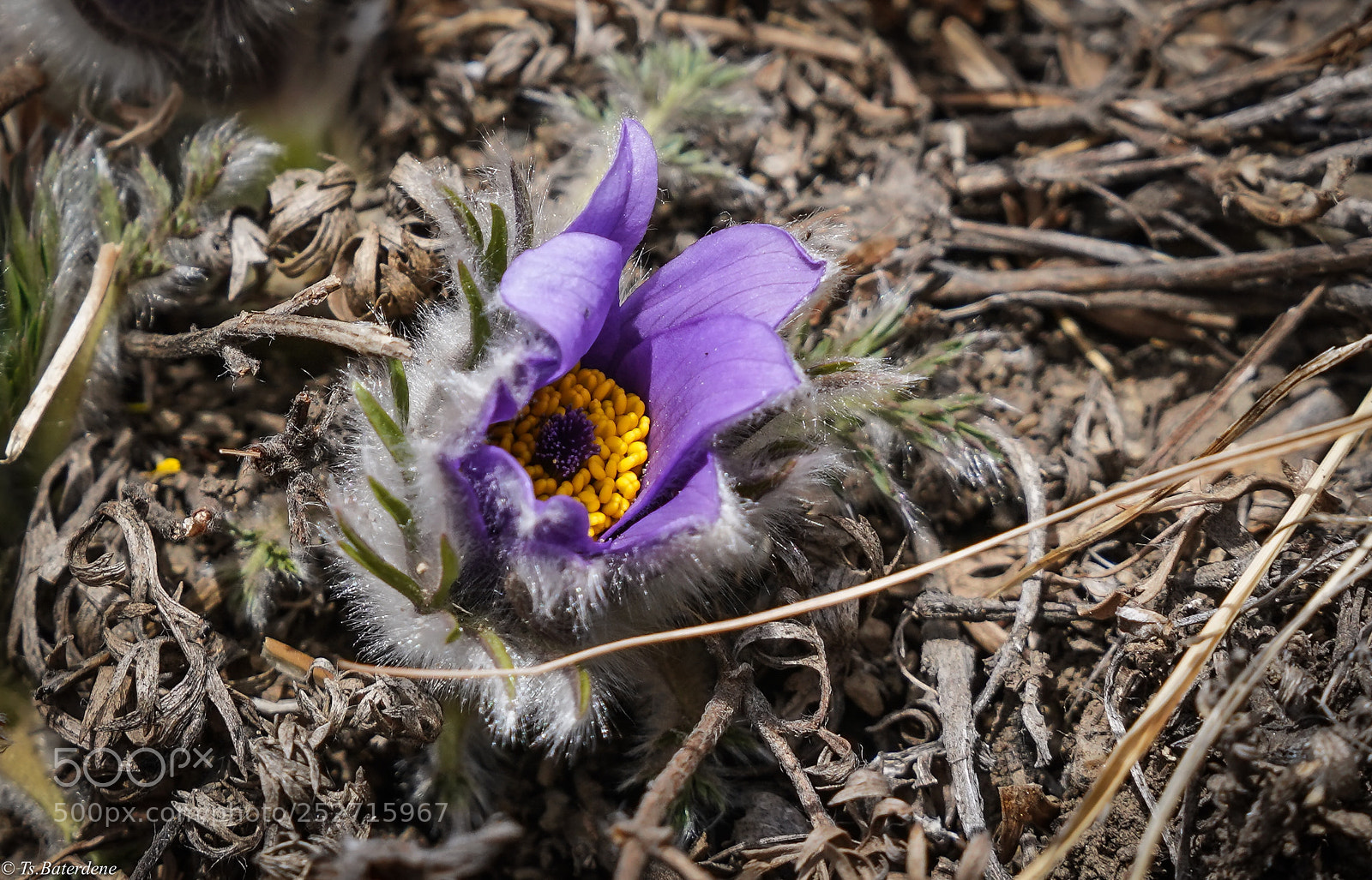 Sony a7R III sample photo. First snowdrop of spring photography