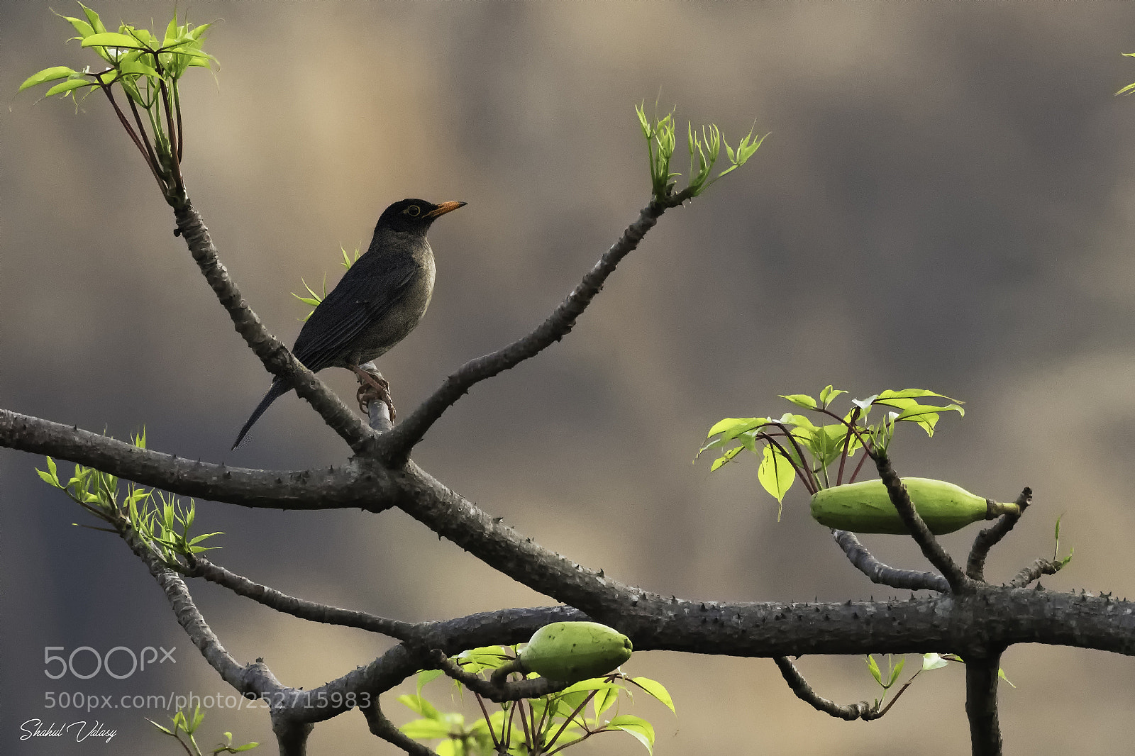 Nikon D500 sample photo. Indian black bird photography