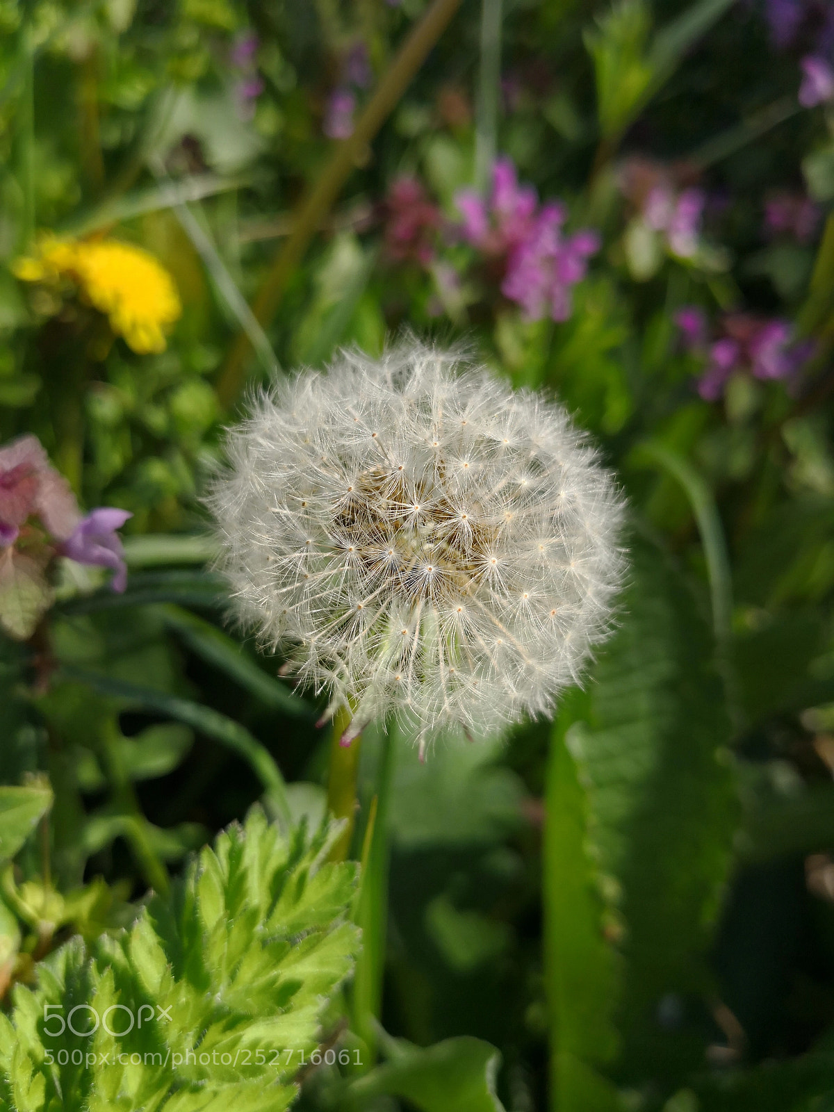HUAWEI Mate 10 Pro sample photo. Dandelion photography