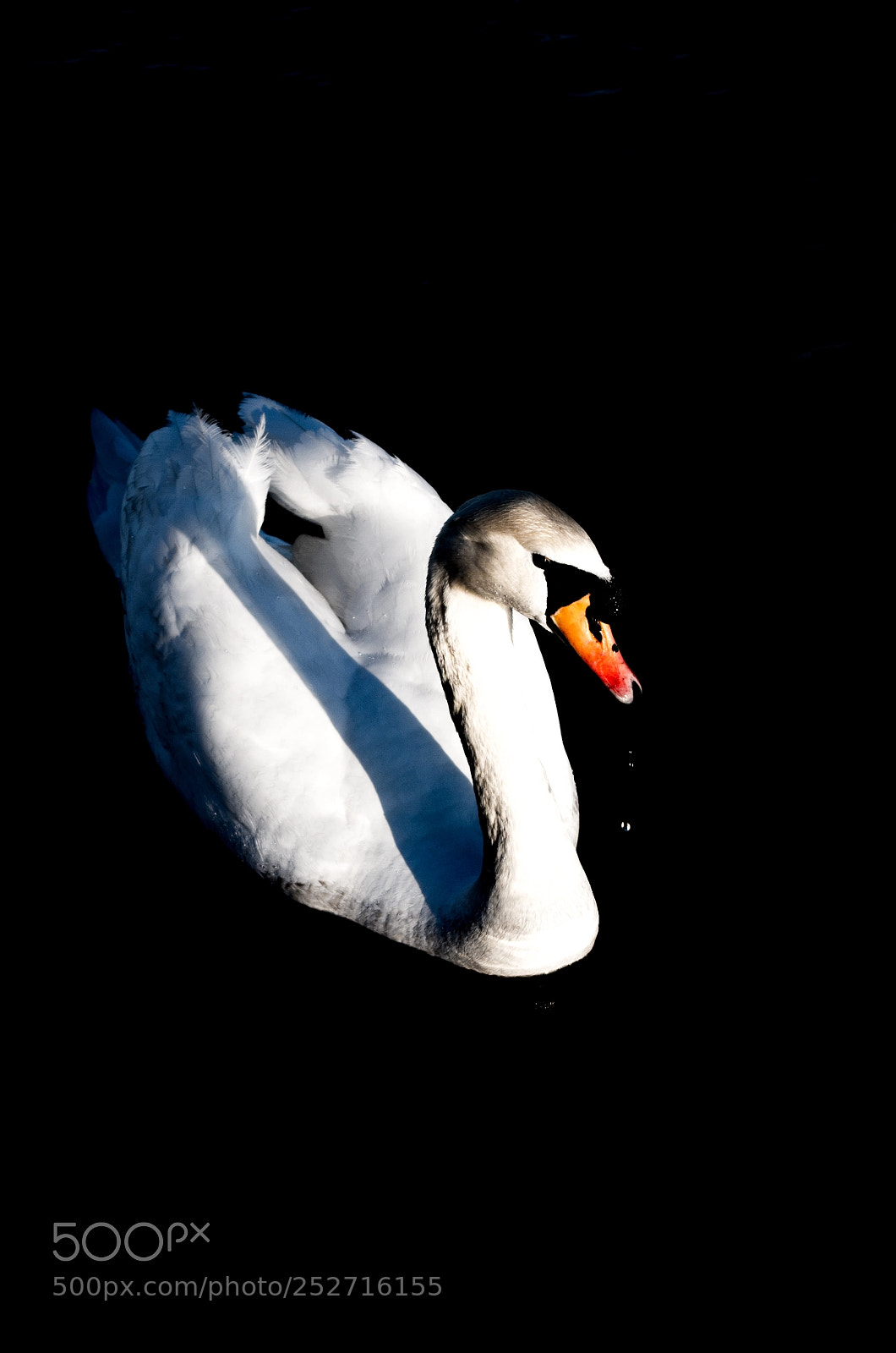 Pentax K-30 sample photo. Swan photography
