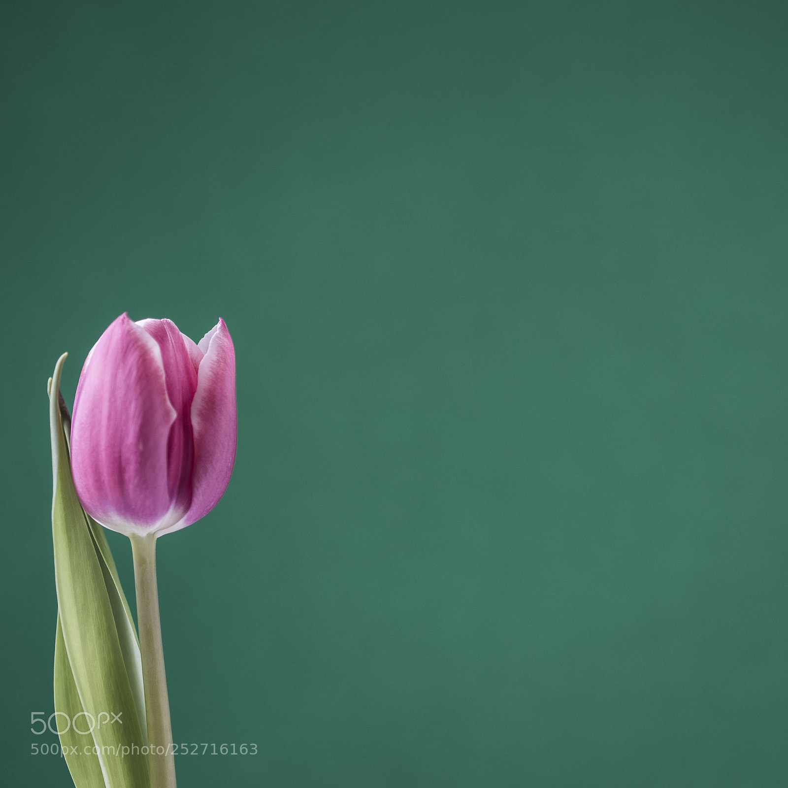 Sony SLT-A99V sample photo. Tulip on green photography
