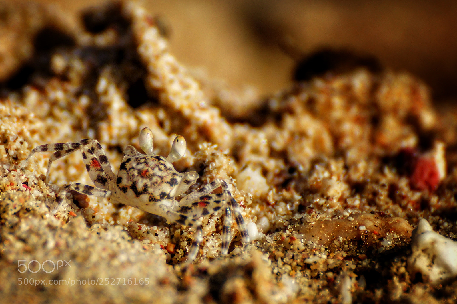 Sony SLT-A77 sample photo. Baby crab photography