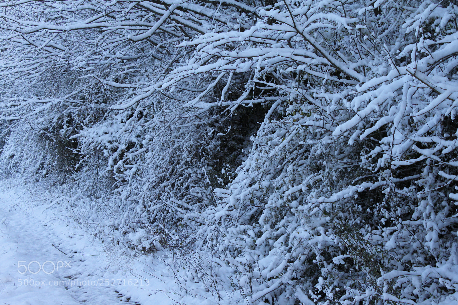 Canon EF-S 18-55mm F3.5-5.6 IS sample photo. Winter wonderland photography
