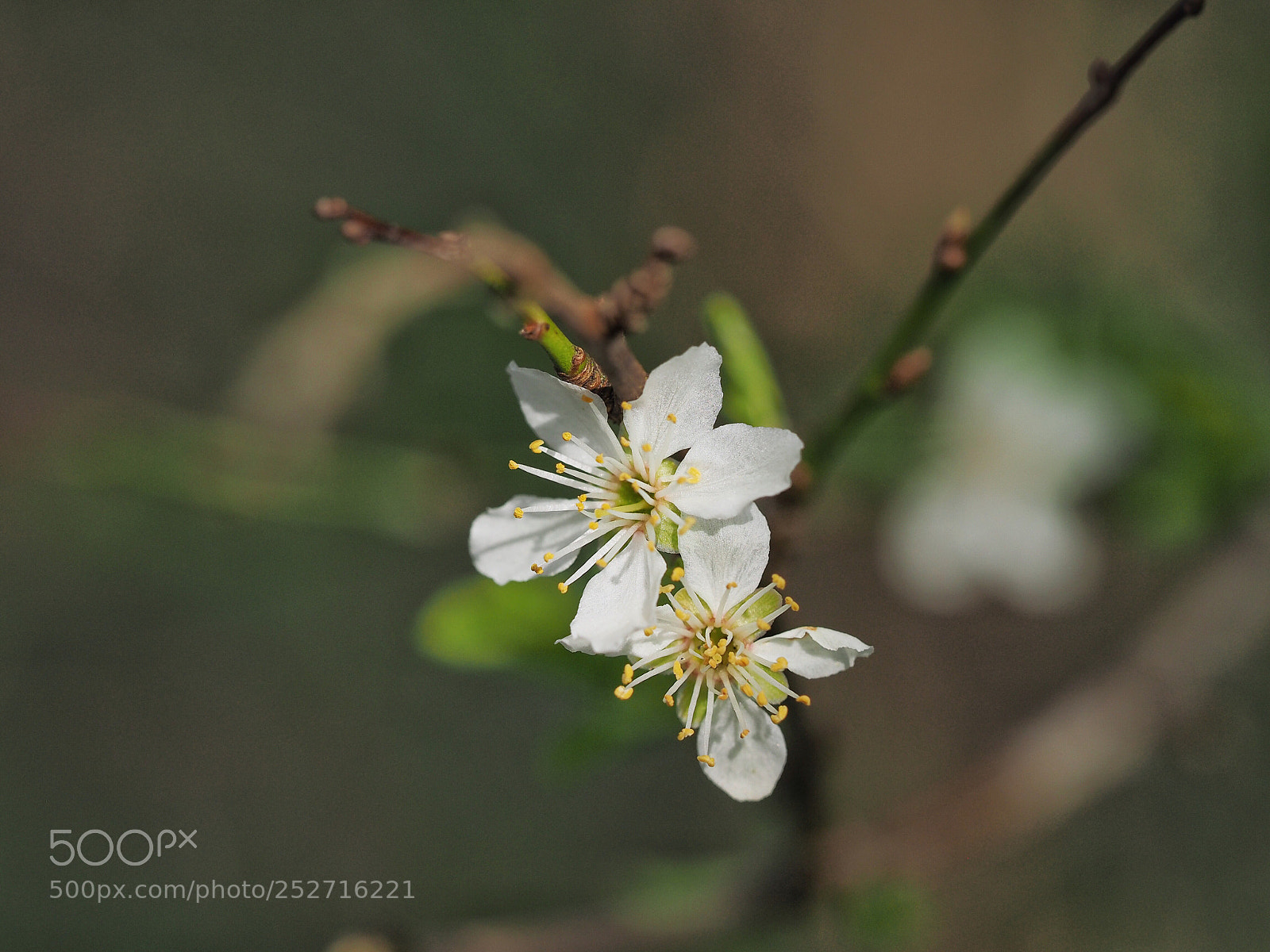 Olympus OM-D E-M1 sample photo.  bloesem photography