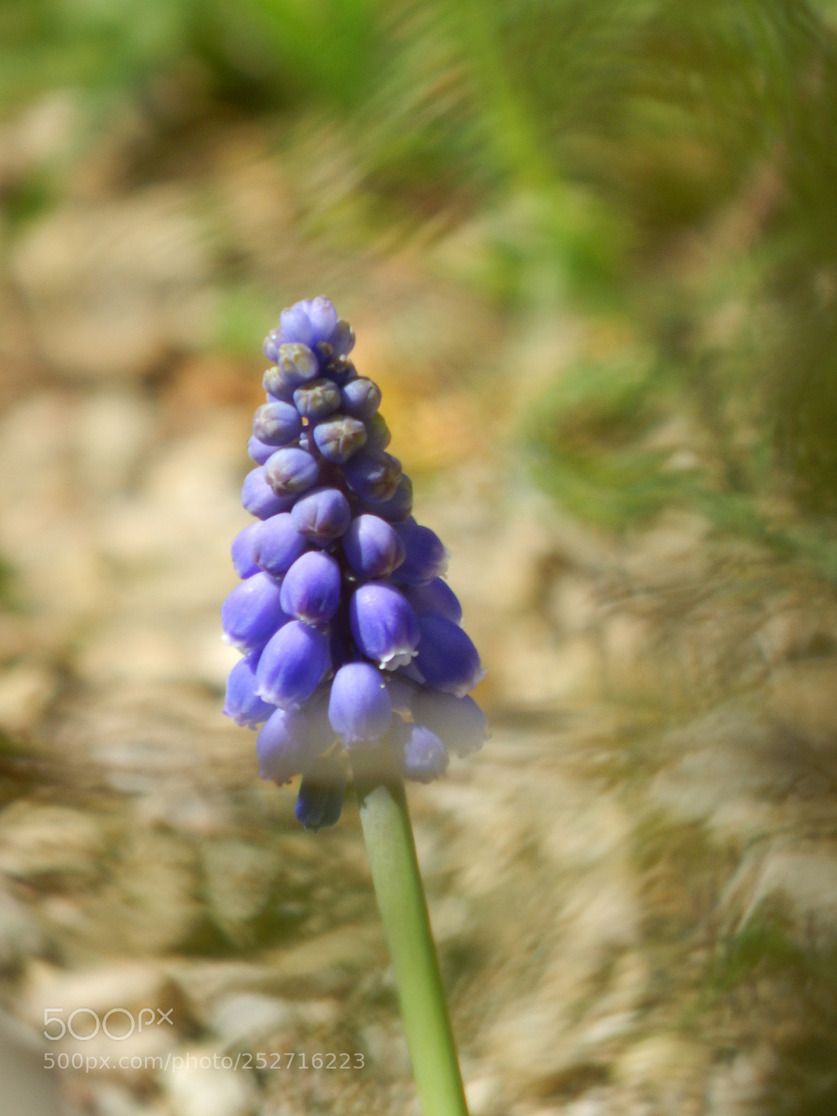 Nikon Coolpix L830 sample photo. Natural floral garden photography