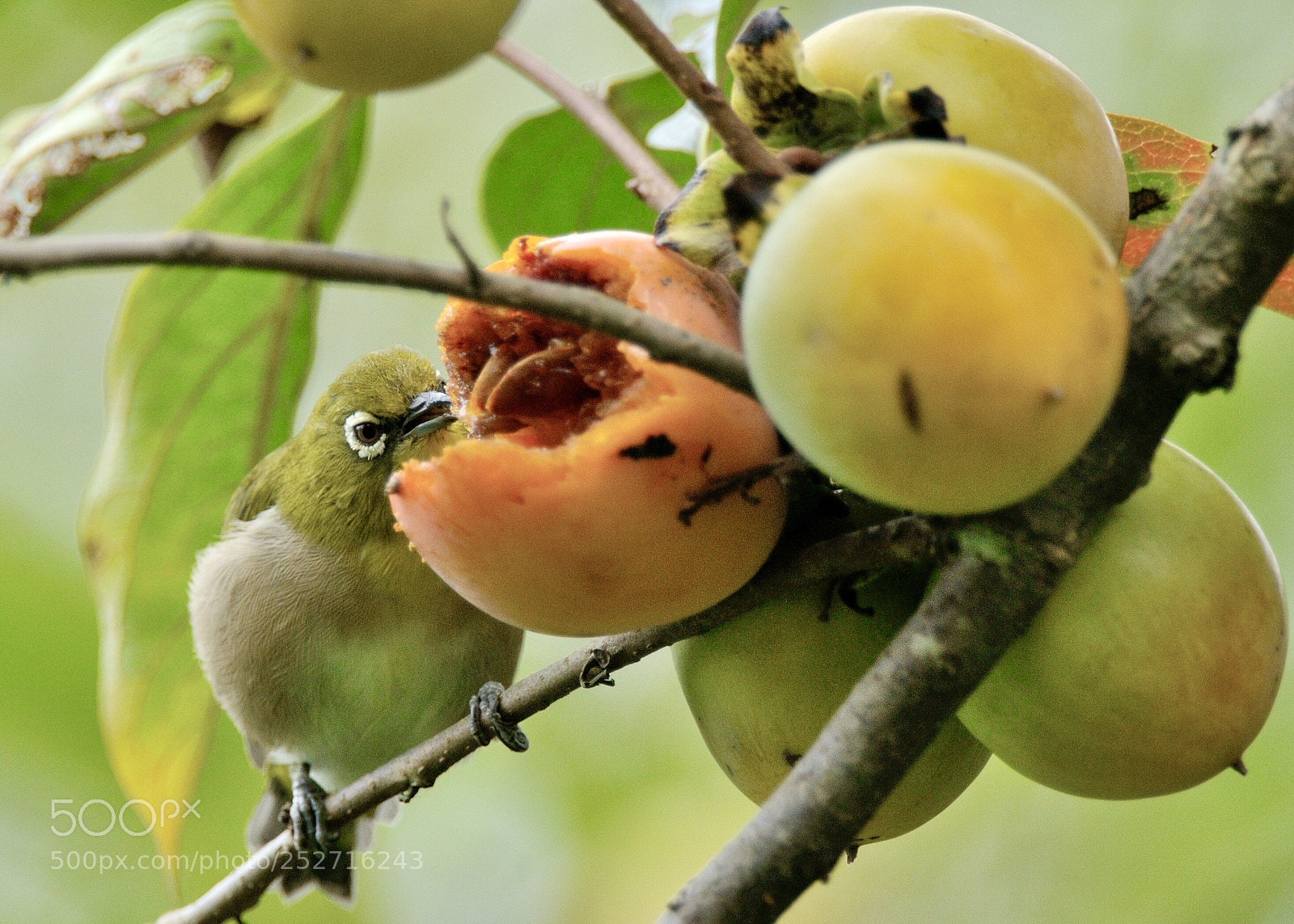 Nikon D300 sample photo. Japanese white-eye photography