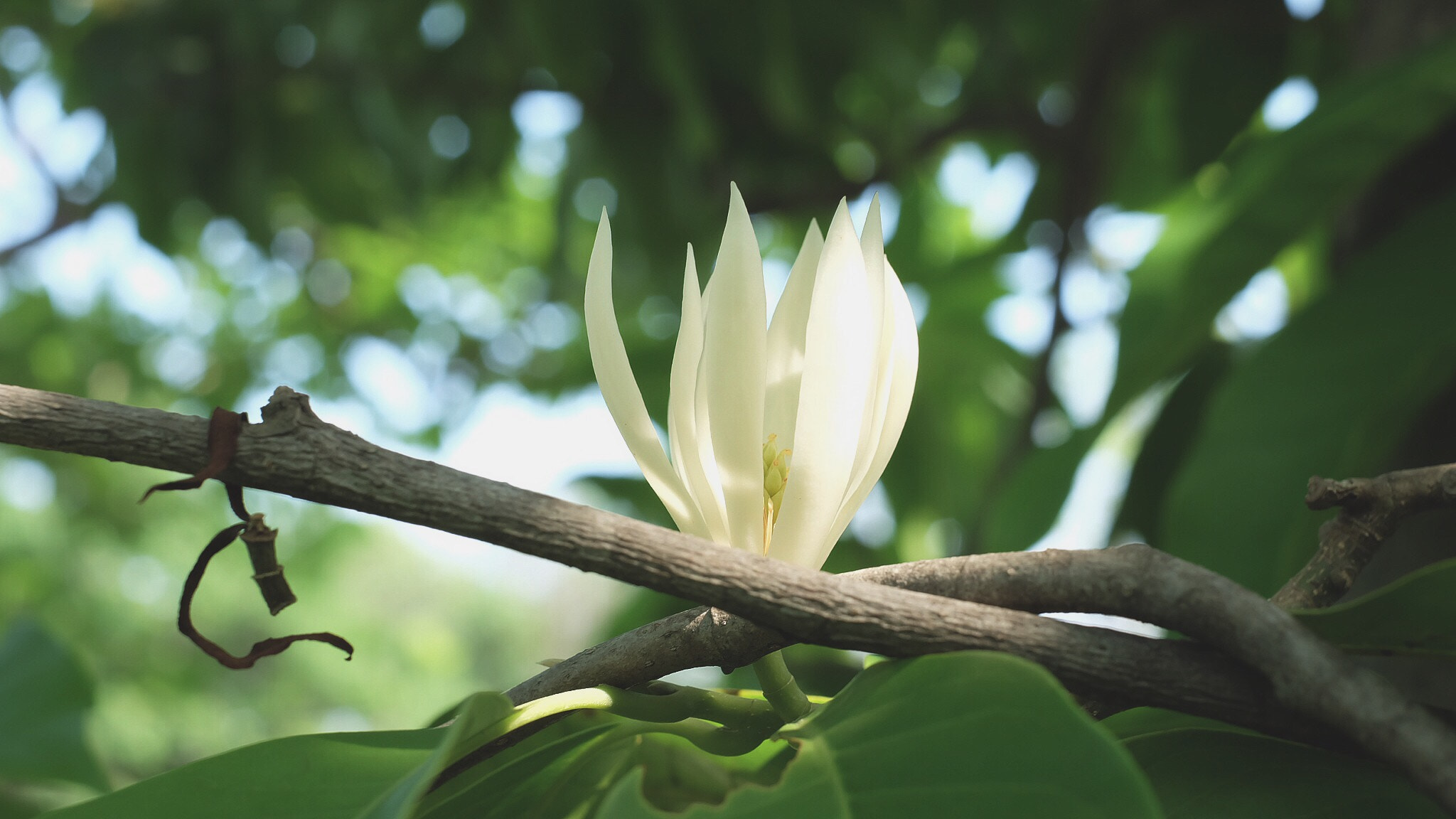 Fujifilm X-A2 sample photo
