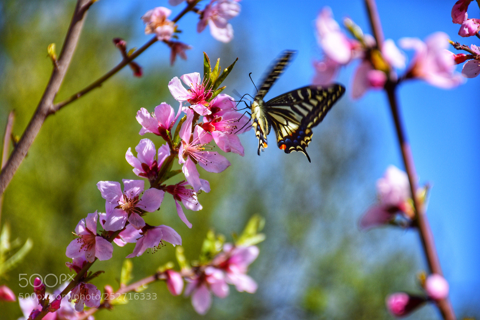 Nikon D7200 sample photo. Untitled photography