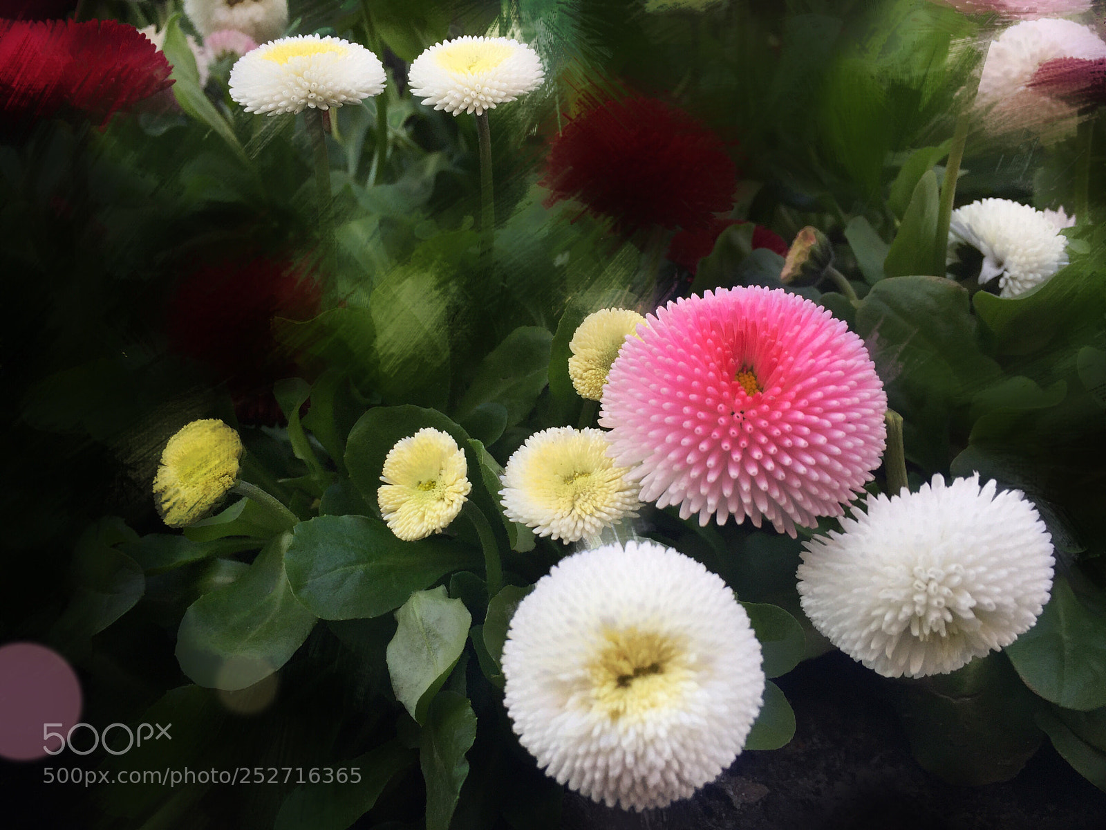 Apple iPhone 6 sample photo. Flowers photography