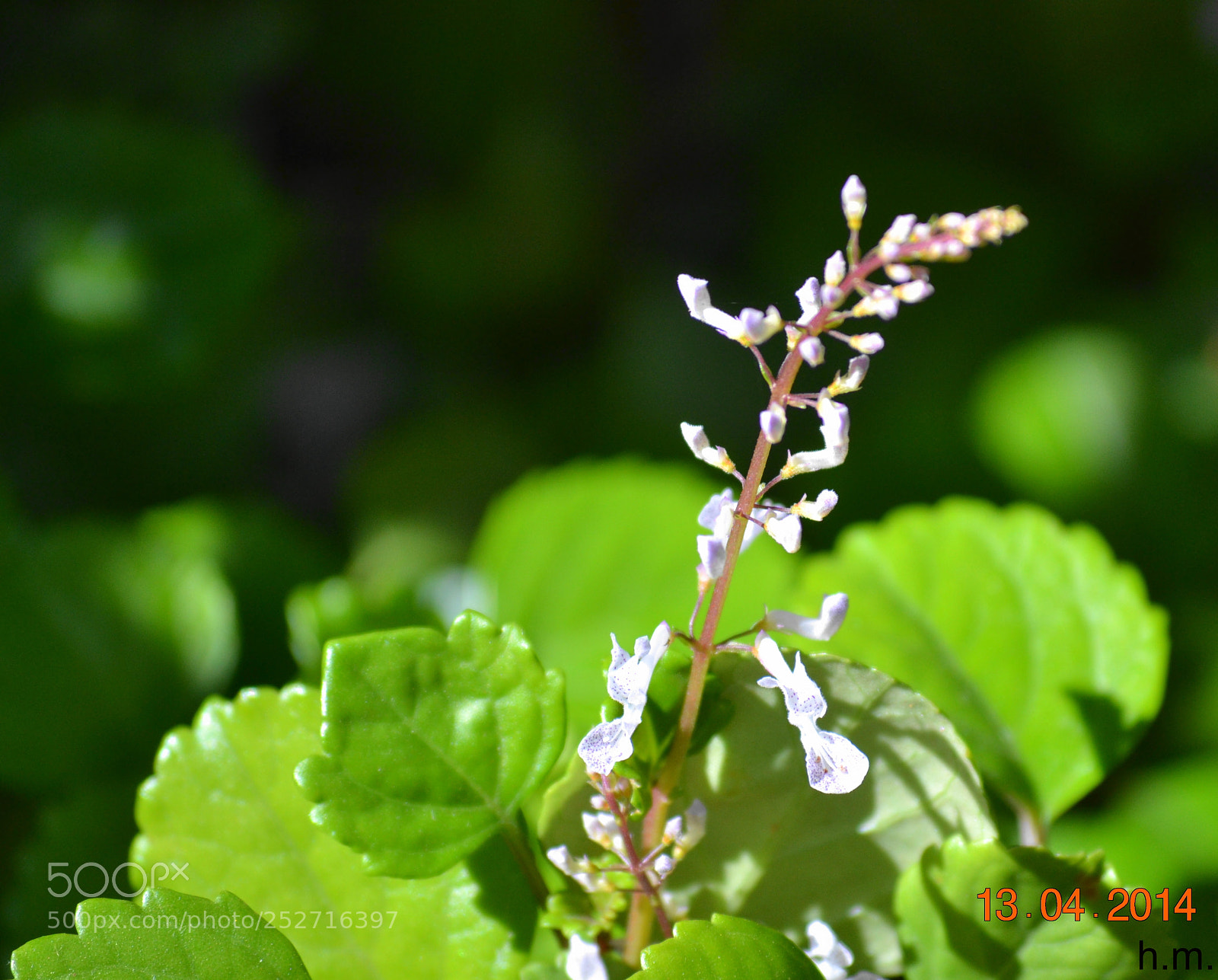 Nikon D3100 sample photo. Ddeaede o photography