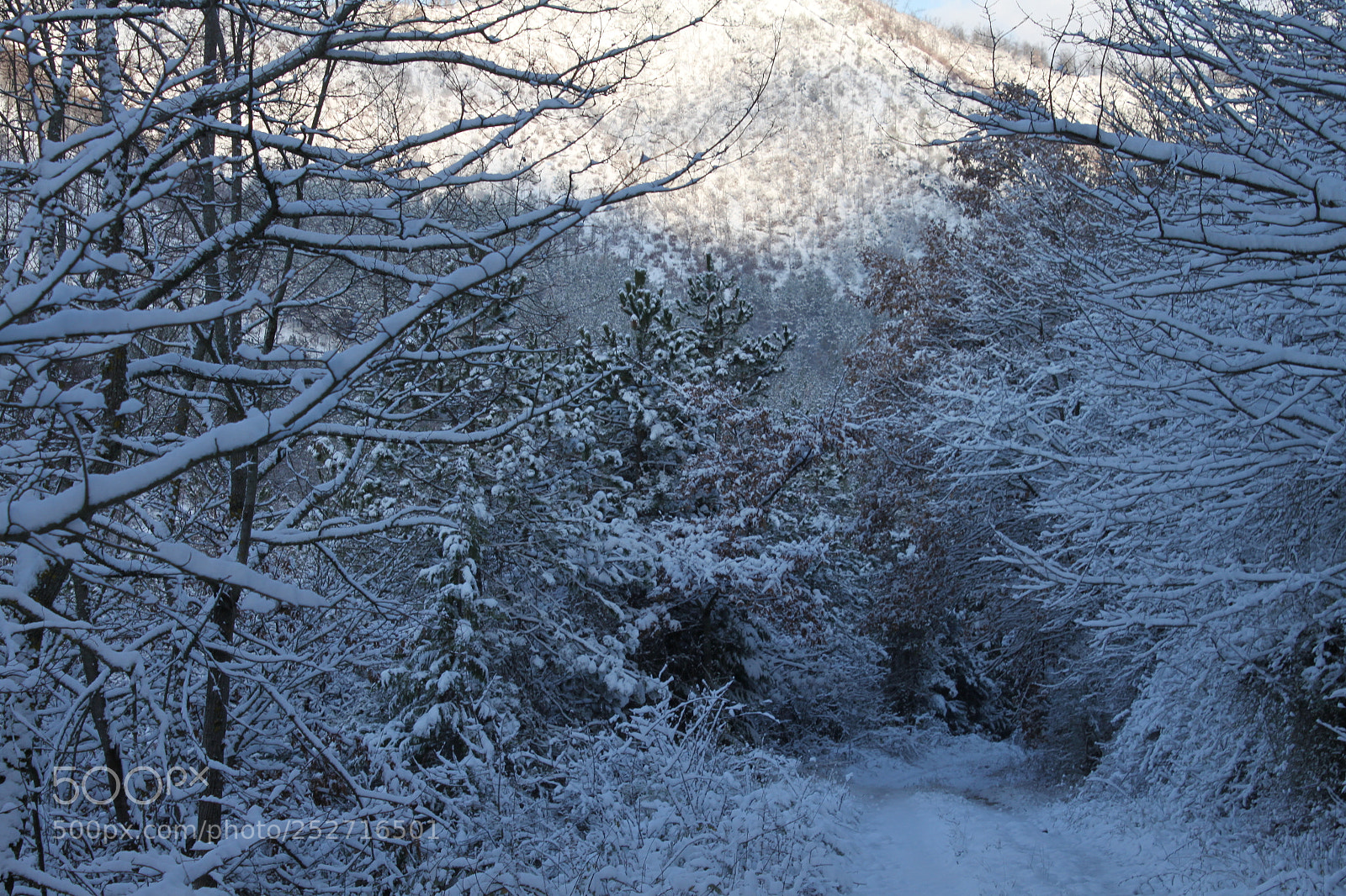Canon EF-S 18-55mm F3.5-5.6 IS sample photo. Winter wonderland photography