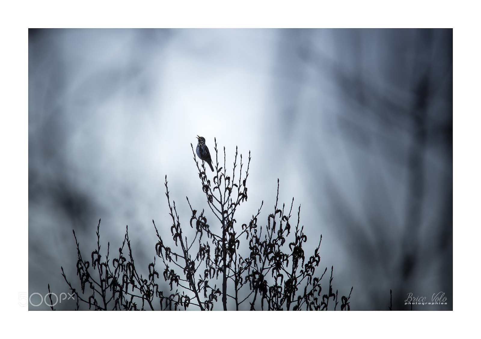 Canon EOS 5DS sample photo. Morning song photography