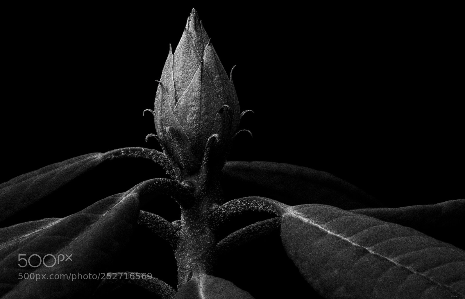 Nikon D850 sample photo. Rhododendron flower bud in photography