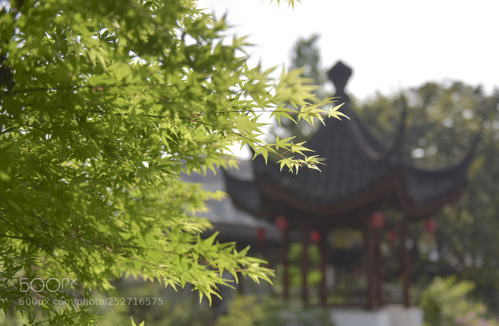 Nikon D810 sample photo. Verdancy 新绿 photography